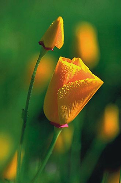 100 Grußkarten Kalifornische Poppies